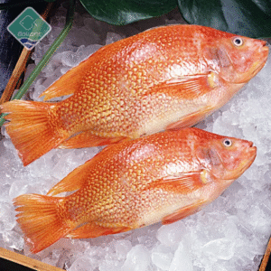 chloe tortoise eyewear